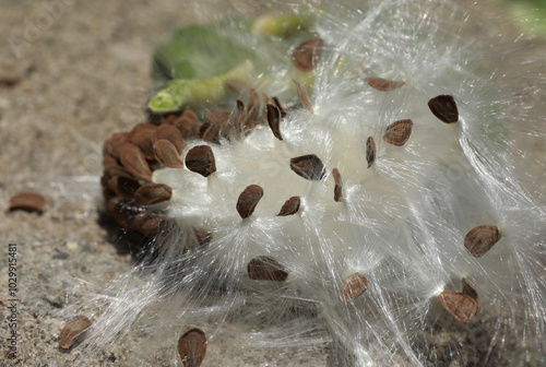 Calotropis procera seed pod closeup. Dry seed pod of calotropis procera.