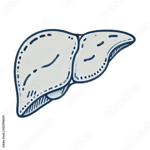liver	肝臓