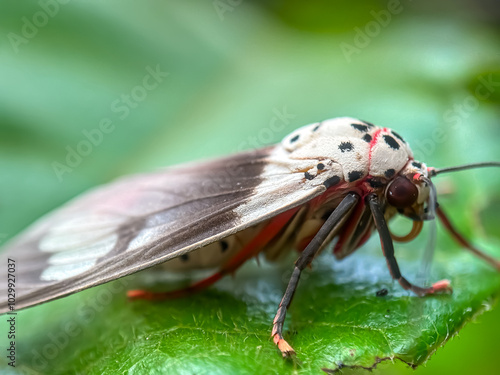 Close up of moth on leaves, tiger moth (Arctiidae) photo