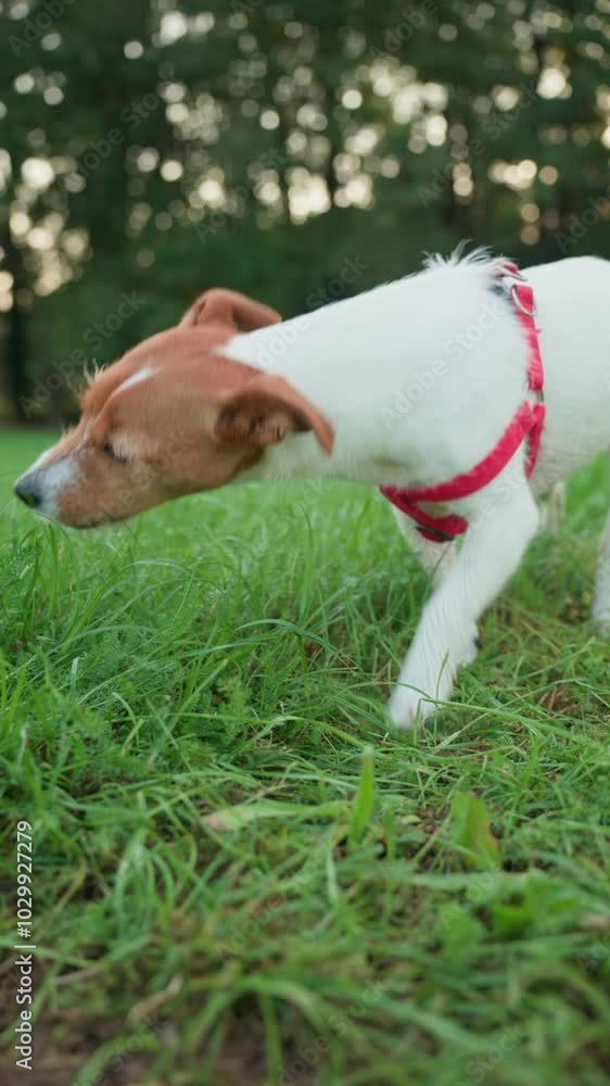 Joyful dog eating green grass in meadow. Active Jack Russell terrier dog is cleaning his stomach. Pet care Joyful dog eating green grass in meadow. Active Jack Russell terrier dog is cleaning his stomach. Pet care