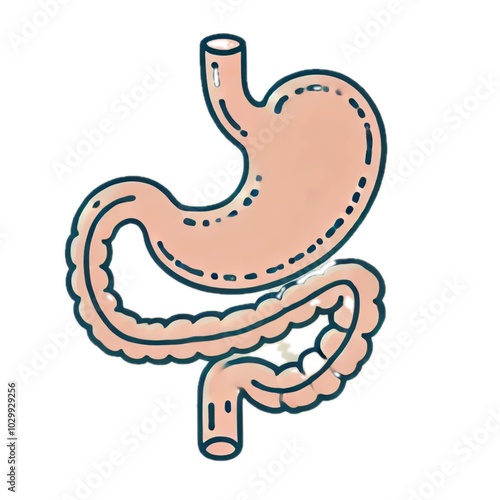 stomach	胃