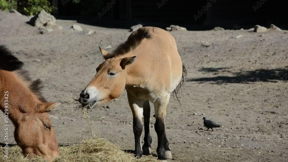 Przewalski's horses in the Kiev Zoo Przewalski's horses in the Kiev Zoo
