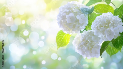 A soft focus image of white hydrangeas, their large, round blooms creating a calming, natural floral background.