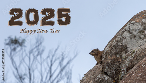 Happy New Year 2025, Rock dassie, South Africa, Cederberg, Western Cape, South Africa photo