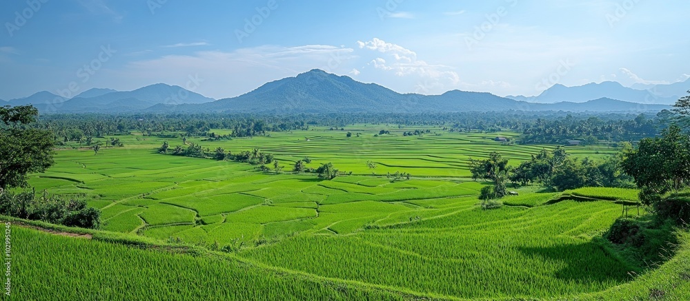 Lush green rice paddies with a view of distant mountains under a blue sky. Lush green rice paddies with a view of distant mountains under a blue sky.