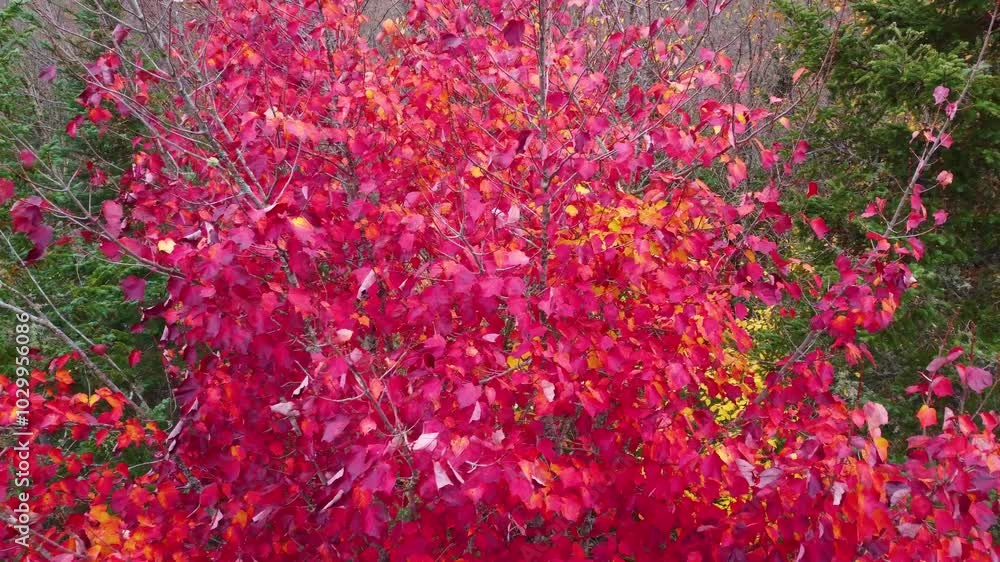 Forest trees changing to warm tones due to the change of season Forest trees changing to warm tones due to the change of season