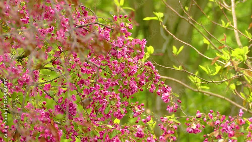 Bird On Pink Blooming Plants. Selective Focus Shot Bird On Pink Blooming Plants. Selective Focus Shot