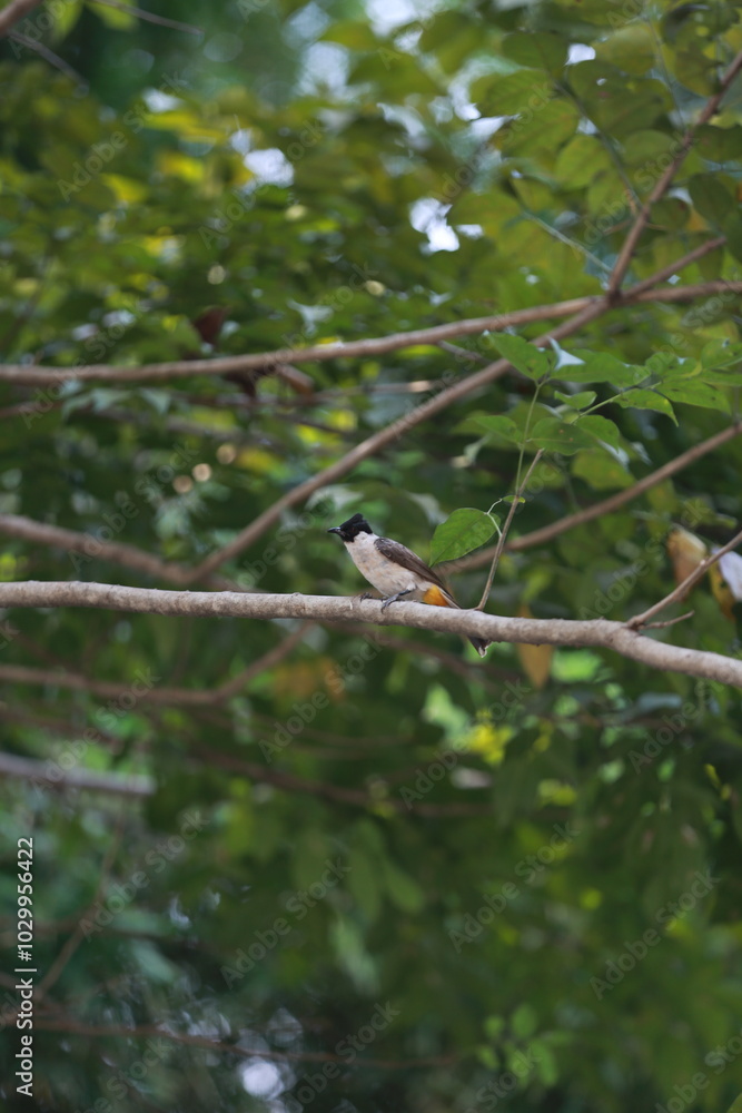 Sooty-headed bulbul perched on tree trunks at Bogor Regency, West Java Province, Indonesia Sooty-headed bulbul perched on tree trunks at Bogor Regency, West Java Province, Indonesia