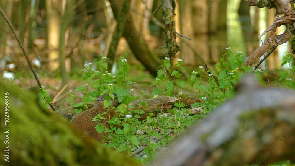 Single Groundhog Nibbling on Leaves in Canadian Forest, Static Shot Single Groundhog Nibbling on Leaves in Canadian Forest, Static Shot