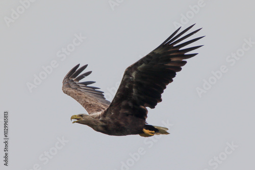 Sea eagle 