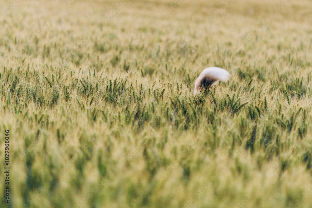 Australian Shepherd dog tail in green rye field Australian Shepherd dog tail in green rye field