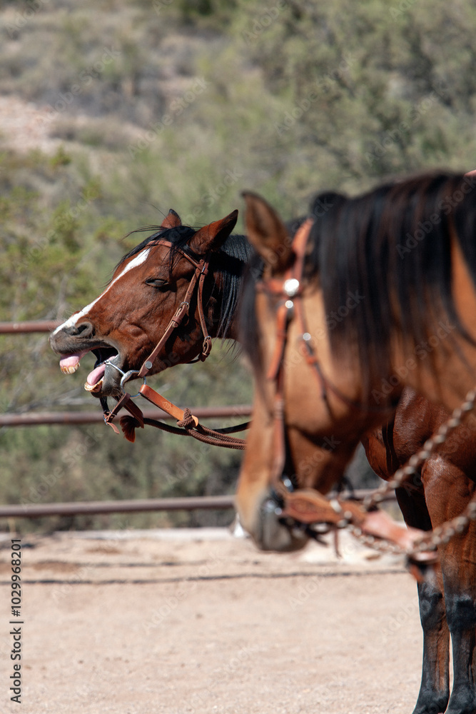Fototapeta premium Horse neighing in dirt ring with another horse nearby
