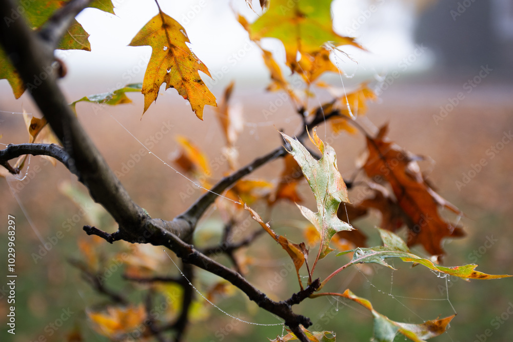 Crisp autumn leaves against morning fog Crisp autumn leaves against morning fog