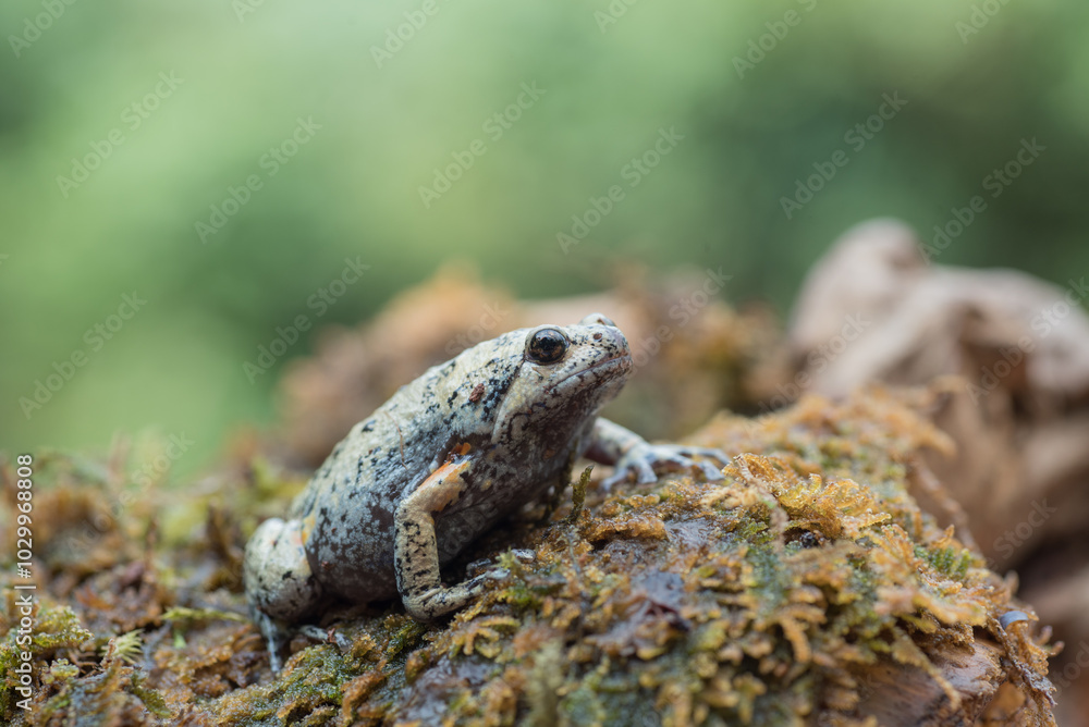 The smooth-fingered narrow-mouthed frog in the moss The smooth-fingered narrow-mouthed frog in the moss