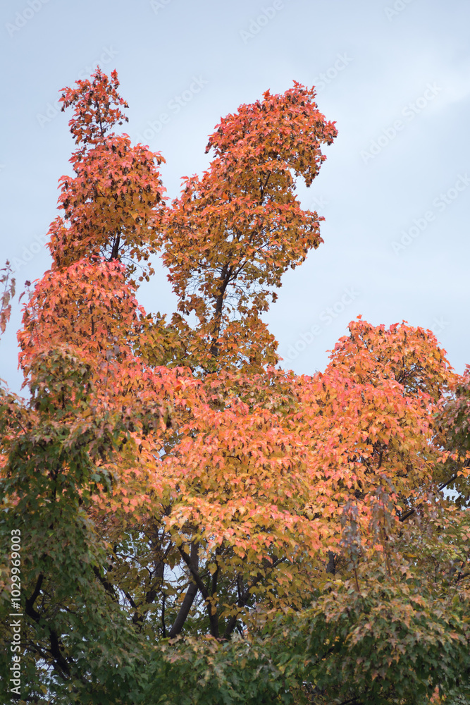 Picturesque autumn park in Siberia Picturesque autumn park in Siberia