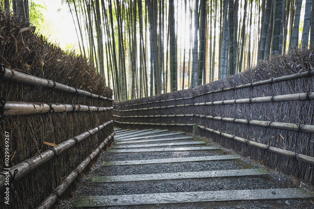 Fototapeta premium bambu forest in kyoto´s temple