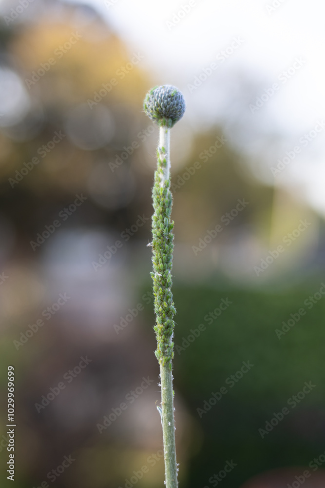 Green billy button flower bud covered in aphids Green billy button flower bud covered in aphids