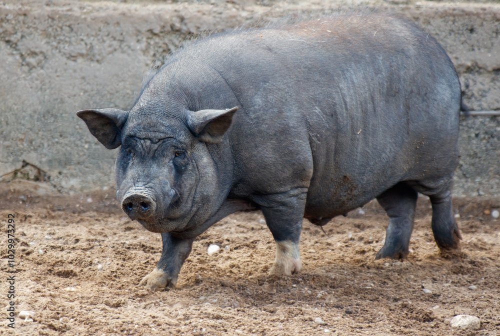 A large pig is walking through a dirt field A large pig is walking through a dirt field