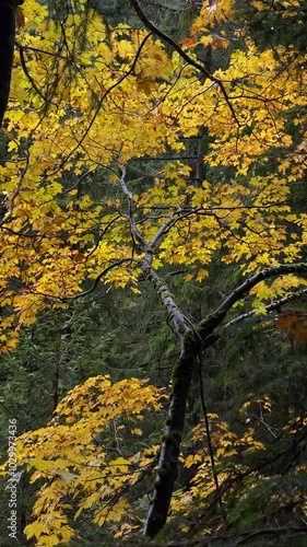 Yellow leaves in autumn - 4k video