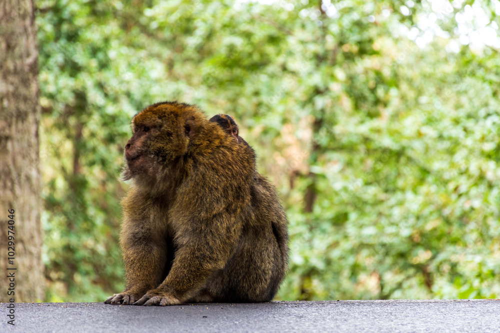 Obraz premium Close-up of a monkey sitting on the ground in the forest.