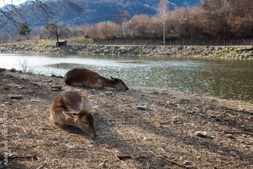 Amazing scenery by the artificial lake in Panagitsa village, Pella, Greece, with deer and other animals photo