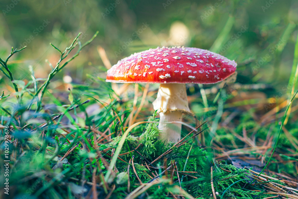 Mature Amanita Muscaria, Known as the Fly Agaric or Fly Amanita: Healing and Medicinal Mushroom with Red Cap Growing in Forest. Can Be Used for Micro Dosing, Spiritual Practices and Shaman Rituals Mature Amanita Muscaria, Known as the Fly Agaric or Fly Amanita: Healing and Medicinal Mushroom with Red Cap Growing in Forest. Can Be Used for Micro Dosing, Spiritual Practices and Shaman Rituals
