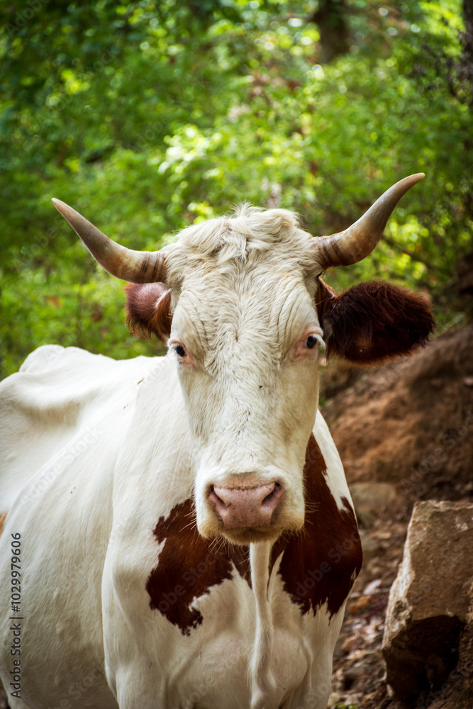 Portrait of a cow standing against trees in the forest. Portrait of a cow standing against trees in the forest.