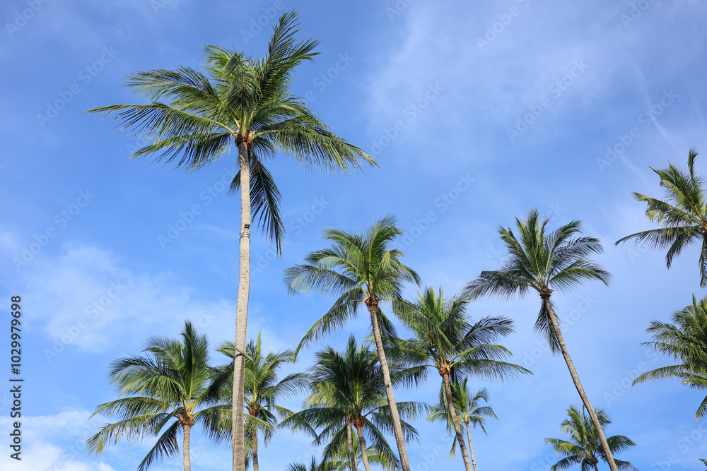 A stunning view of tall palm trees silhouetted against a clear blue sky, with their fronds swaying gently in the breeze. A stunning view of tall palm trees silhouetted against a clear blue sky, with their fronds swaying gently in the breeze.