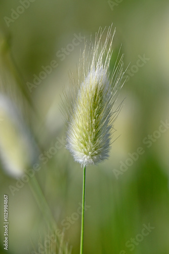 Samtgras, Hasenschwanz-Gras // hare's-tail grass (Lagurus ovatus)