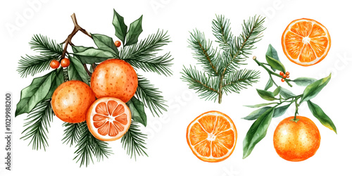 Watercolor set of tangerine with Christmas tree on isolated background. Tangerine and Christmas tree branch to Rizva. Watercolor Christmas elements. Vector illustration.