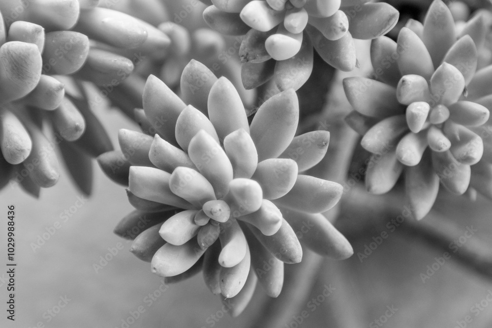 Fototapeta premium This image showcases a captivating black and white photograph featuring a beautifully detailed succulent plant in its natural state