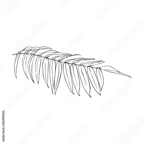 Unicorn sumac leaf drawn in line style. Rus Staghorn sumac