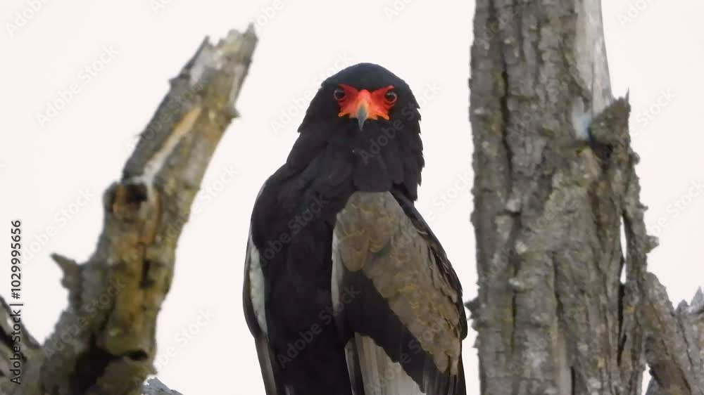 Close-up video of the peaceful Bateleur eagle Close-up video of the peaceful Bateleur eagle