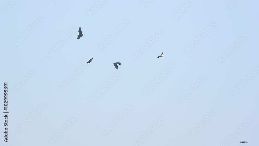 Many birds of prey flying against blue sky Many birds of prey flying against blue sky