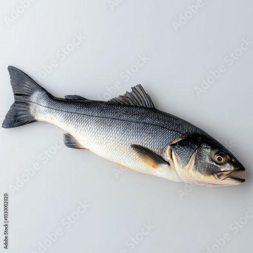 Sea Bass Isolated