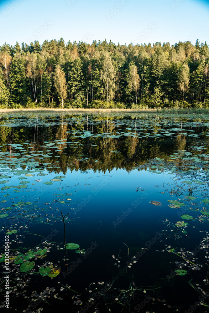 Serene Forest Lake. Lake in a coniferous European forest. Northern nature. Serene Forest Lake. Lake in a coniferous European forest. Northern nature.