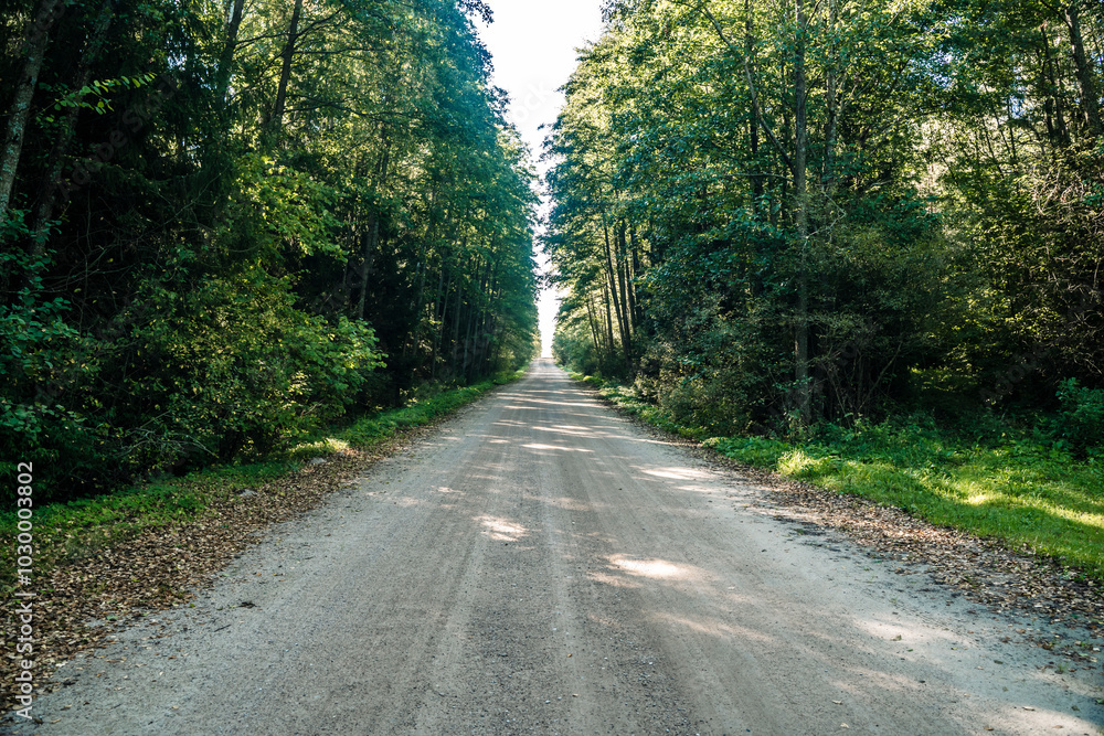 Forest dirt path. Forest and nature with empty road Forest dirt path. Forest and nature with empty road