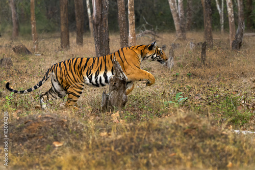 Bengal tiger or Indian tiger (Panthera tigris tigris), the tigress goes on the attack. A big tiger in a typical dry tropical forest landscape in India.