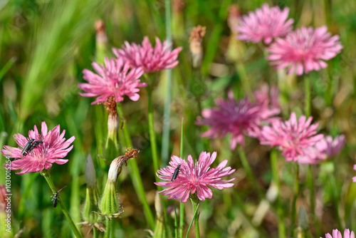 Roter Pippau mit Scheinbockkäfern // pink hawk's-beard (Crepis rubra) photo