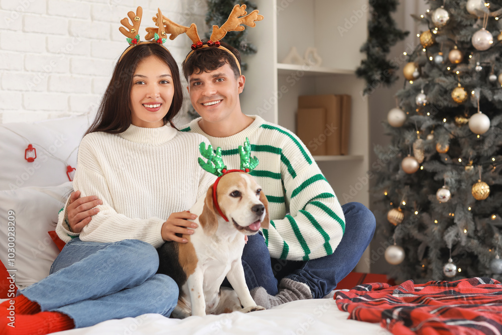 Happy young couple with cute Beagle dog at home on Christmas eve Happy young couple with cute Beagle dog at home on Christmas eve
