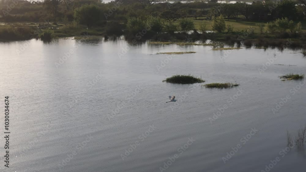 Drone following a lonely great heron bird flying over panoramic landscapes the water in federacion city in entre rios Drone following a lonely great heron bird flying over panoramic landscapes the water in federacion city in entre rios