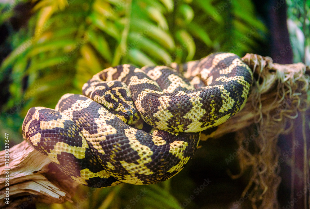 Fototapeta premium A carpet python is lying on a tree branch 