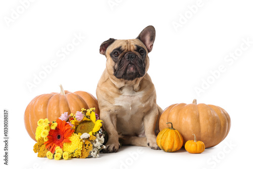 Cute French bulldog with fresh pumpkins and beautiful flowers on white background. Thanksgiving Day celebration