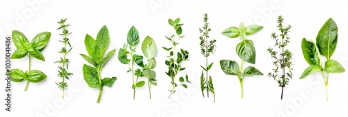 Fresh herbs set isolated, parsley, basil leaves, thyme, mint seasoning, raw green condiment sprig collection