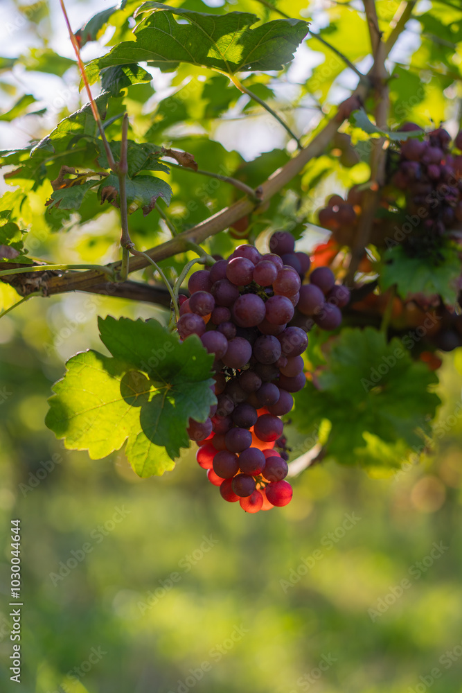 Ein Cluster roter Weintrauben im Sonnenlicht eines grünen Weinbergs, umgeben von kräftigen Blättern. Die Trauben leuchten saftig und frisch, perfekt für die Ernte.