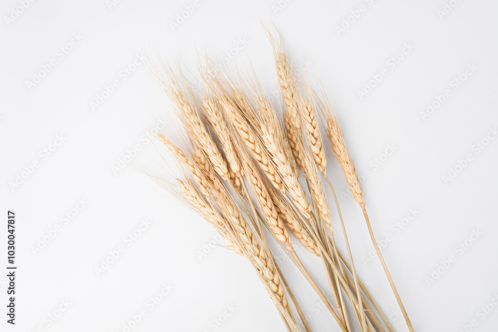 A bunch of wheat grains stalk isolated on white background. Empty blank copy text space. A bunch of wheat grains stalk isolated on white background. Empty blank copy text space.