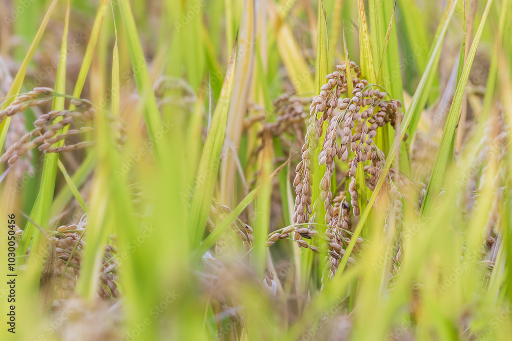 Autumn grains - ears of rice with their heads bowed. Autumn grains - ears of rice with their heads bowed.