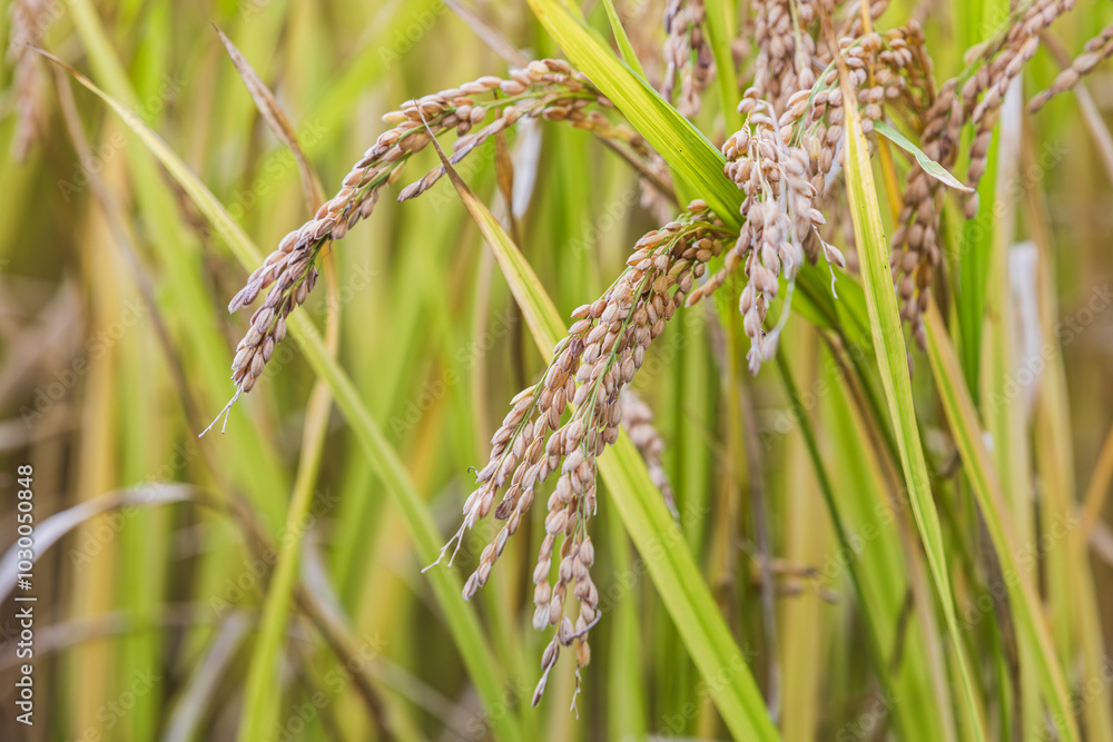 Autumn grains - ears of rice with their heads bowed. Autumn grains - ears of rice with their heads bowed.