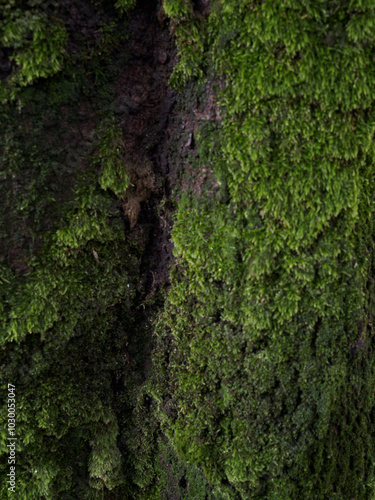 Green moss growing on tree trunk in forest