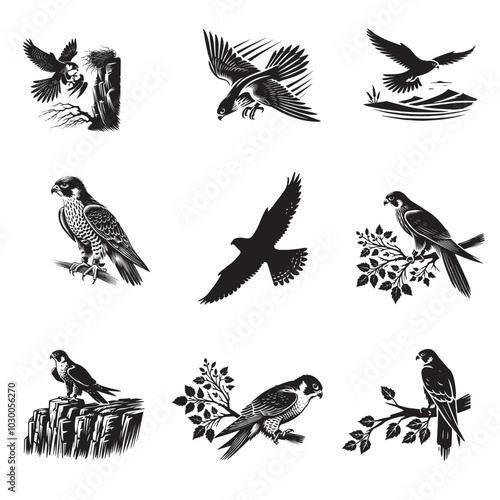 Collection of Peregrine falcon Vector illustration - Peregrine Bird ClipArt Design